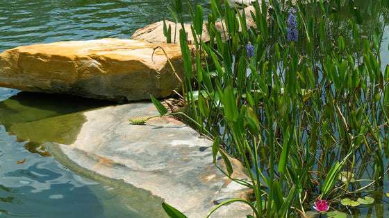 Water plants and a sandstone boulder beside a pond at the Peace River Botanical and Sculpture Gardens in Punta Gorda