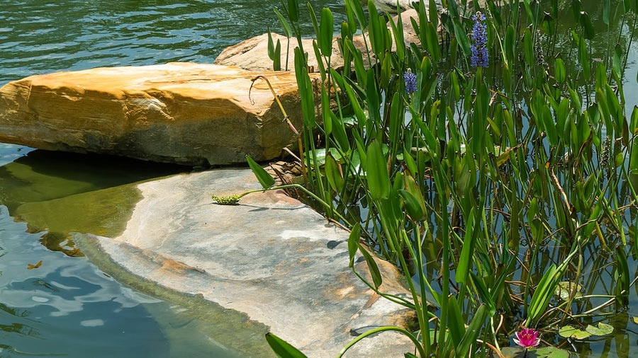 Water plants and a sandstone boulder beside a pond at the Peace River Botanical and Sculpture Gardens in Punta Gorda